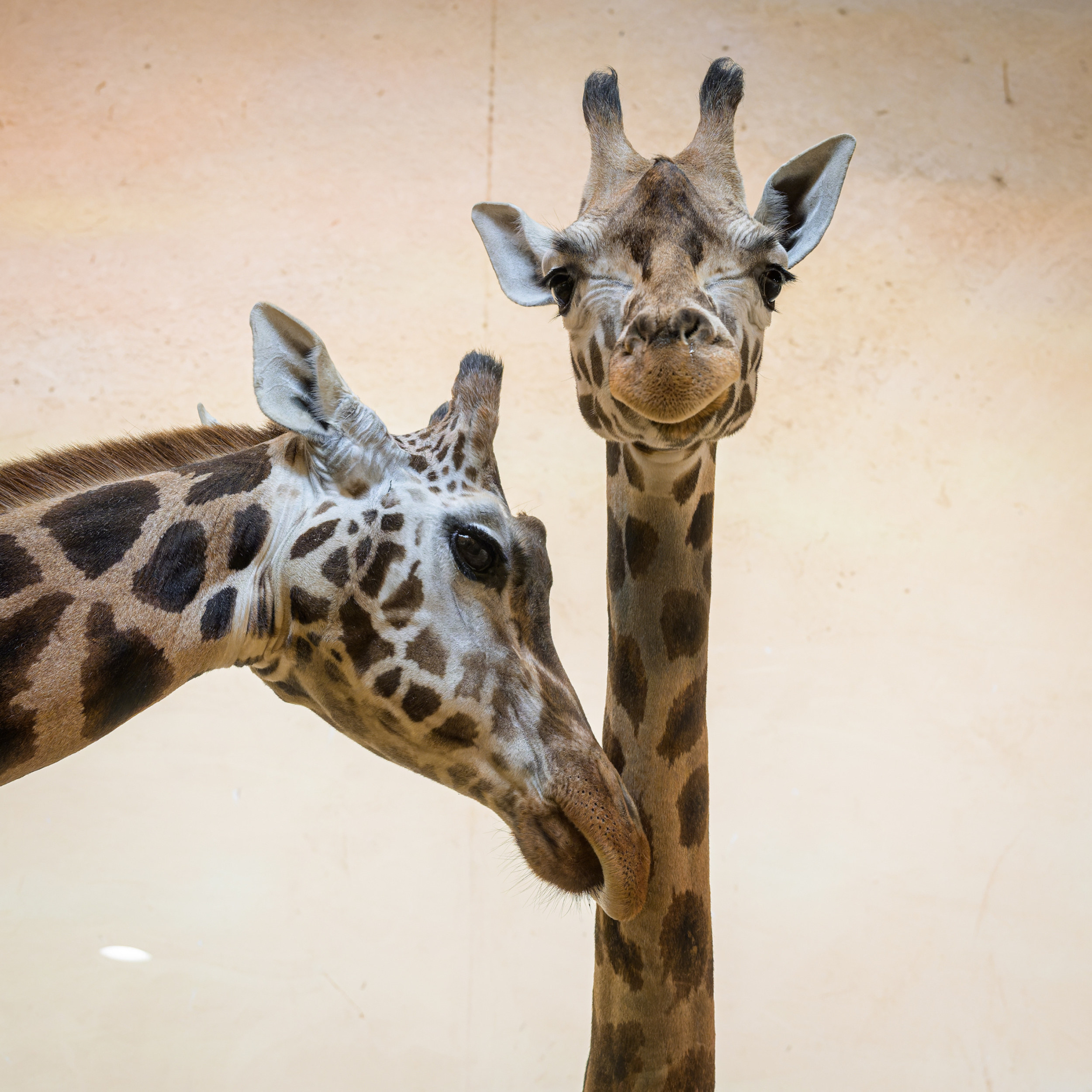 Niara (right) patiently tolerates the attention of the other females during their first meeting. Photo: Petr Hamerník, Prague Zoo