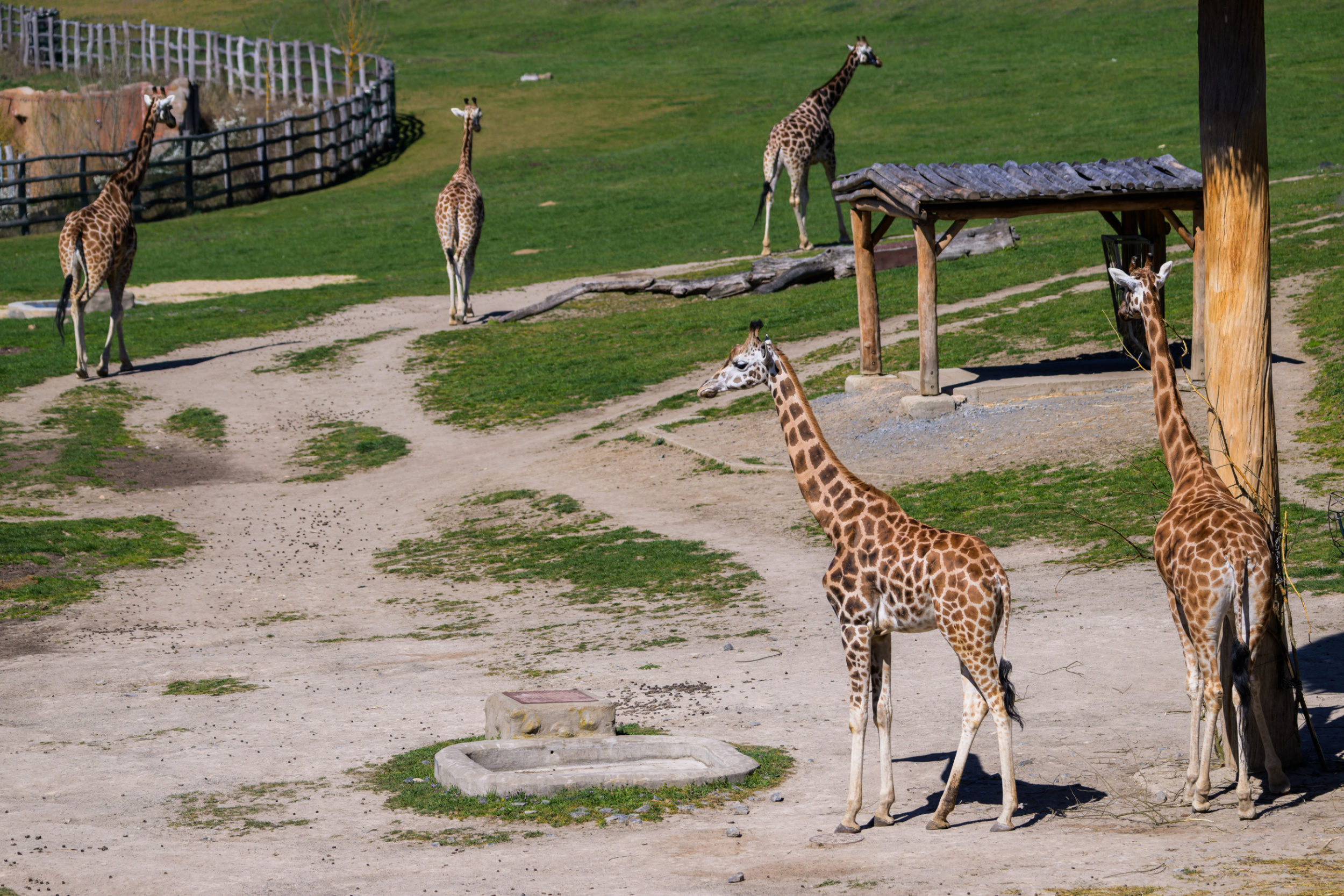 Niara (pictured in the foreground on the left) appears to be most at ease in the vast African savanna enclosure. The ample space allows her to move closer to or further away from the other animals as she pleases. This will help her adapt and understand her place in the herd’s hierarchy. Photo: Petr Hamerník, Prague Zoo