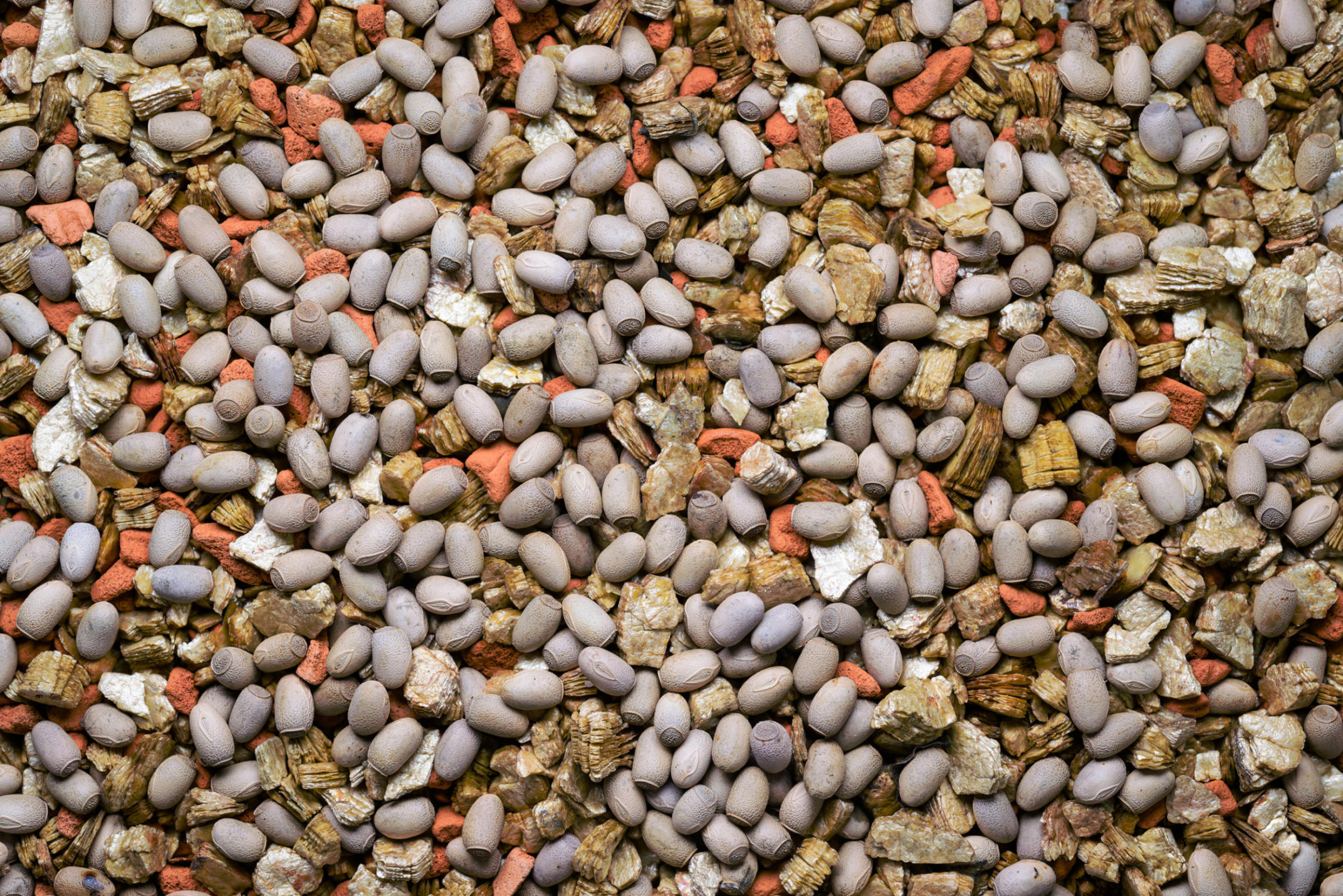 Grey tree lobster eggs in a mixture of beige vermiculite and brick-coloured Seramis. The latter component — a clay granulate popular among gardeners — allows breeders to assess the moisture level of the substrate with the naked eye. Photo: Petr Hamerník, Prague Zoo