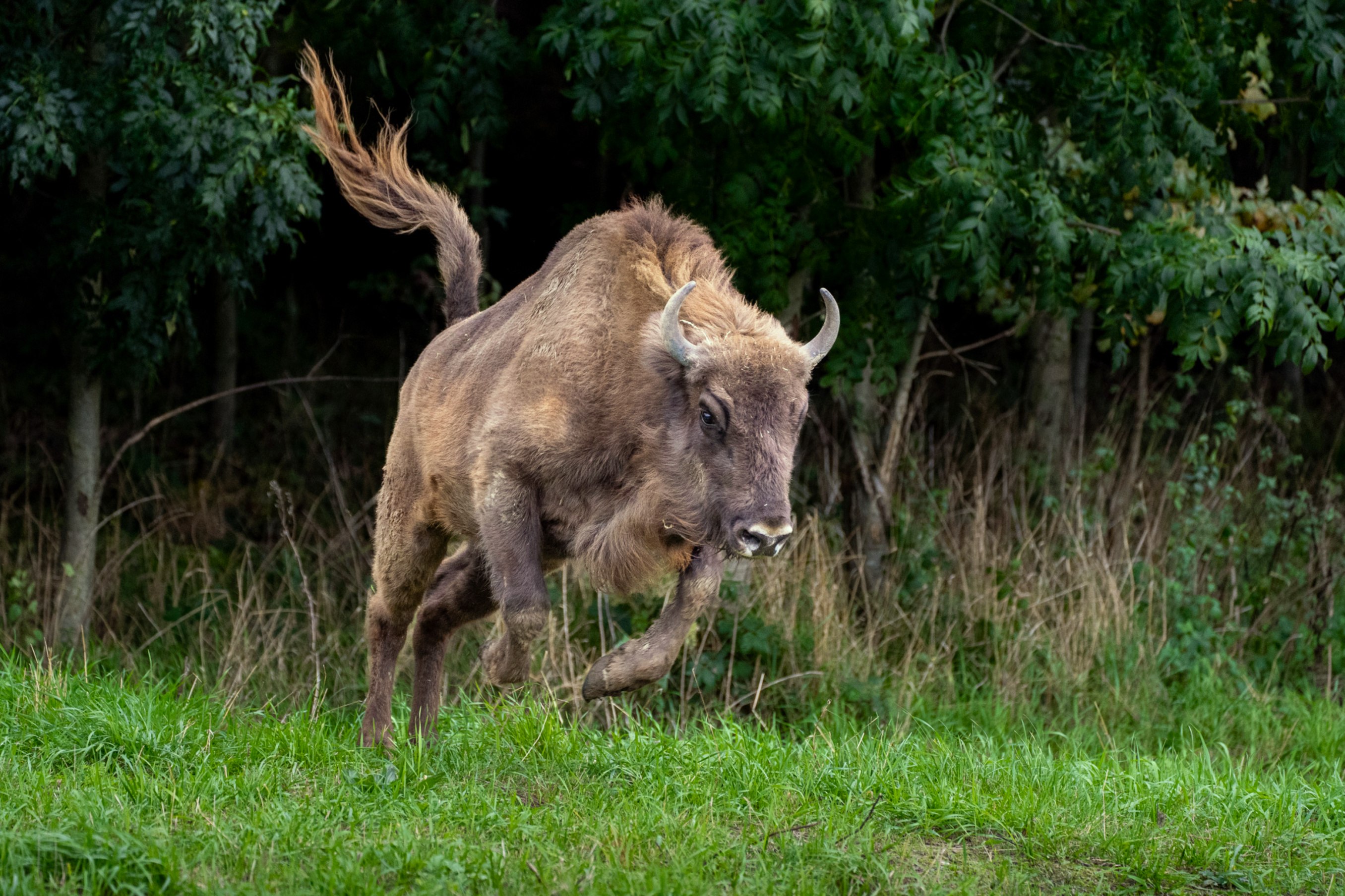 The bison are thoroughly enjoying their new enclosure. Photo: Oliver Le Que, Prague Zoo