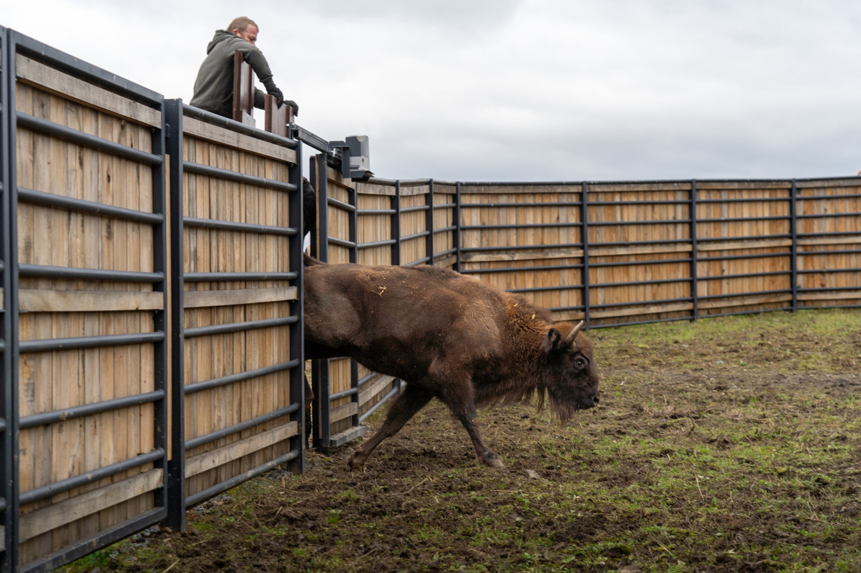 Participants were witness to the release of Grebelle, who came from Belgium’s Reserve d’Animaux Sauvage in Han-sur-Lesse. Photo: Oliver Le Que, Prague Zoo