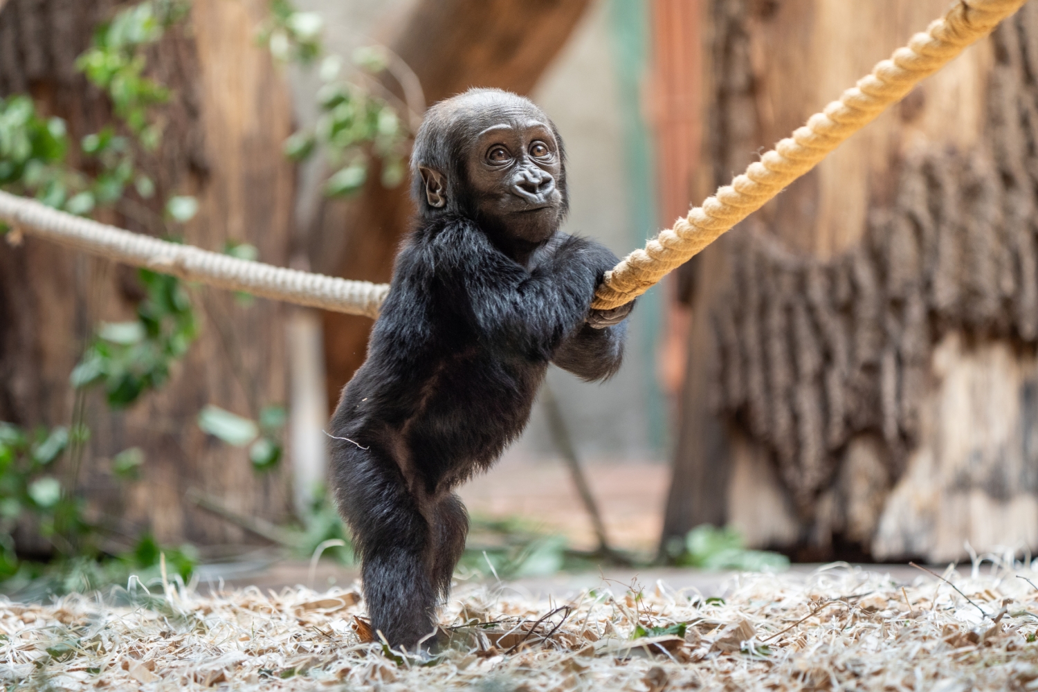 Mobi holding onto one of the ropes in the exhibition and watching the Dja Reserve’s visitors. Photo: Oliver Le Que, Prague Zoo