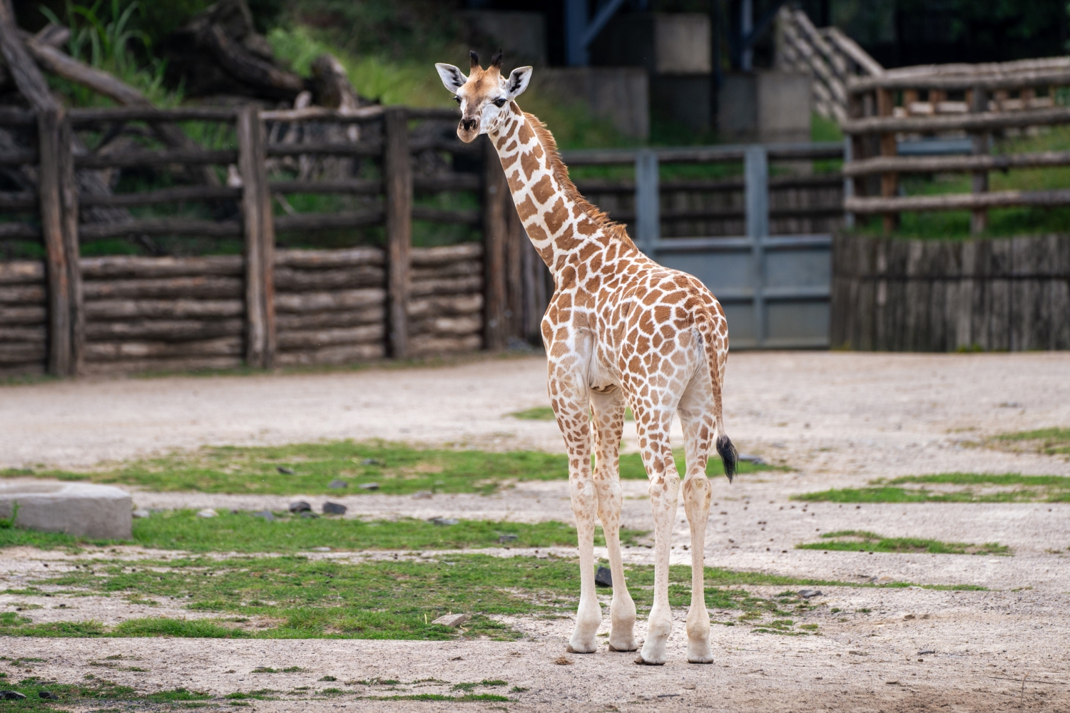 Johanka overcame her difficult start in life and now she enjoys the outdoor run. Photo Oliver Le Que, Prague Zoo