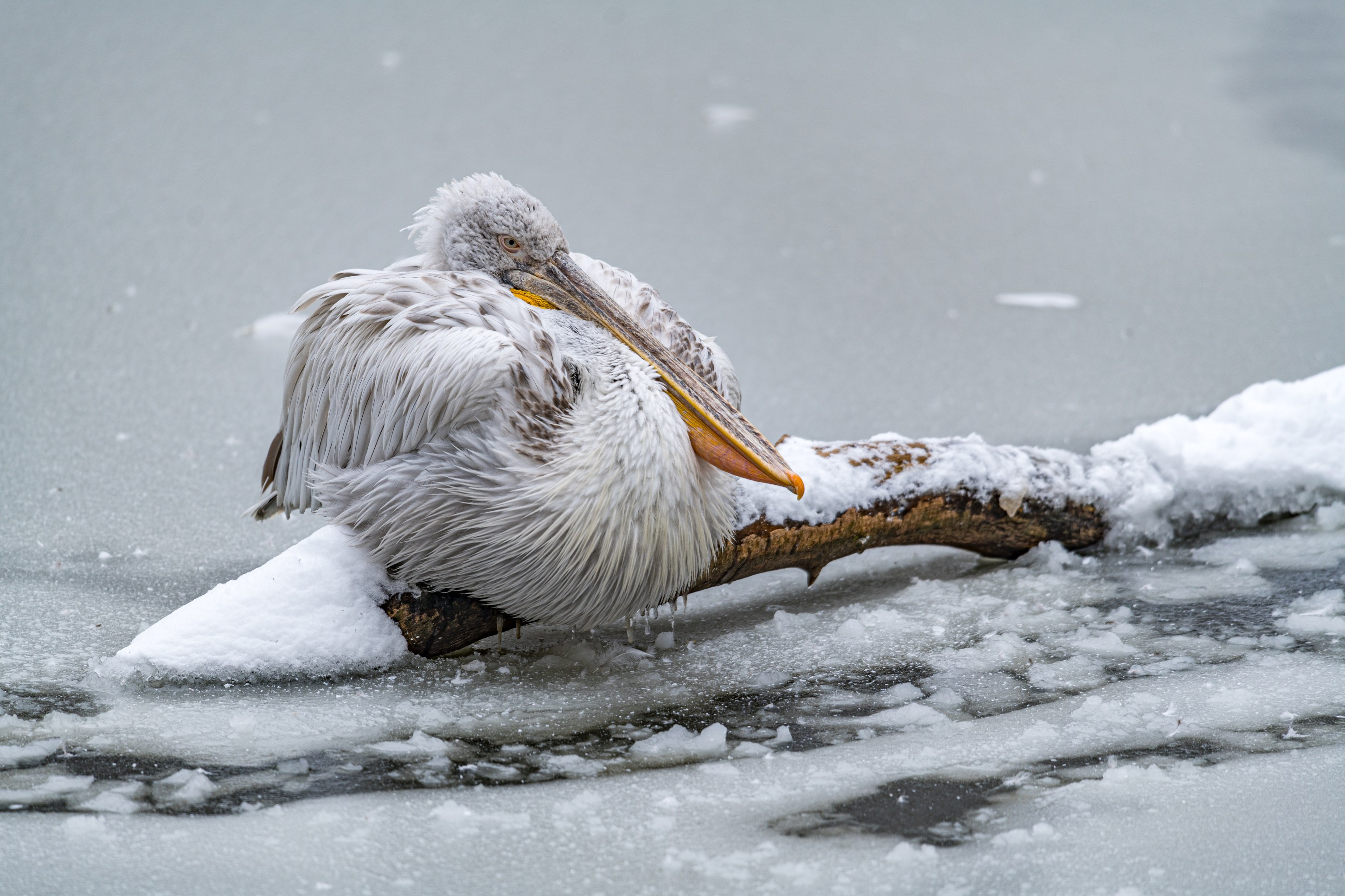 Dalmatian pelican. Photo Petr Hamerník, Prague Zoo