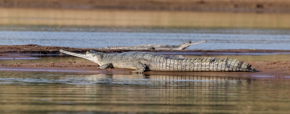 Gaviál indický, foto (c) Miroslav Bobek, Zoo Praha